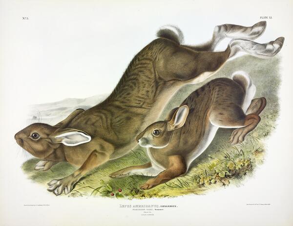Northern Hare Print