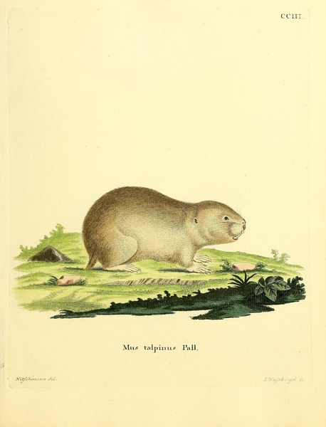Northern Mole Vole by History In Your Home