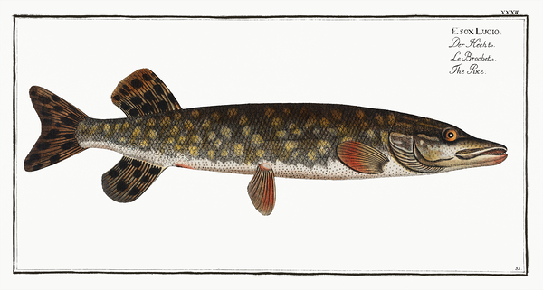 Northern Pike by History In Your Home