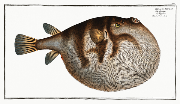 Northern Puffer Print