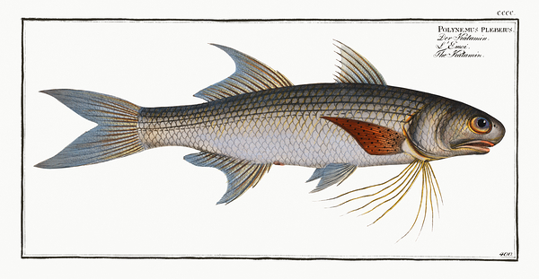 Northern Striped Threadfin Print