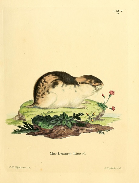 Norwegian Lemming Print