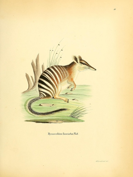 Numbat Print