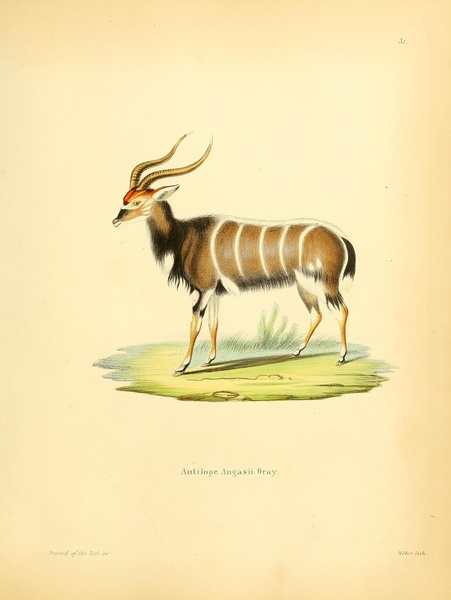 Nyala Antelope by History In Your Home