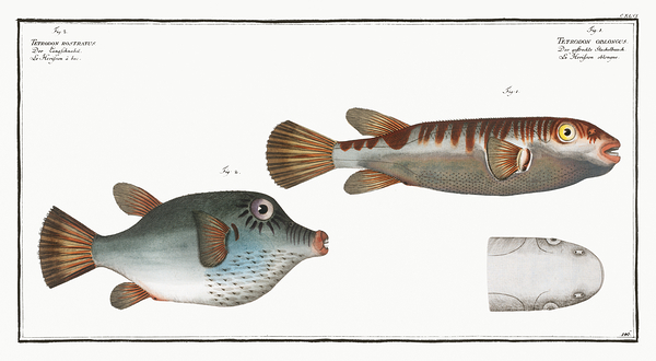 Oblong Blaasop Blowfish by History In Your Home