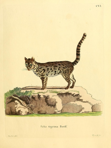 Oncilla Cat Print