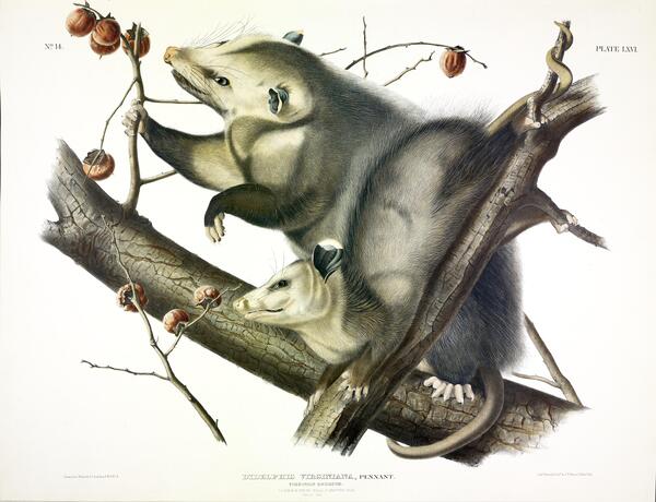 Opossum Print