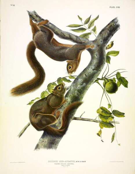 Orange Bellied Squirrel Print