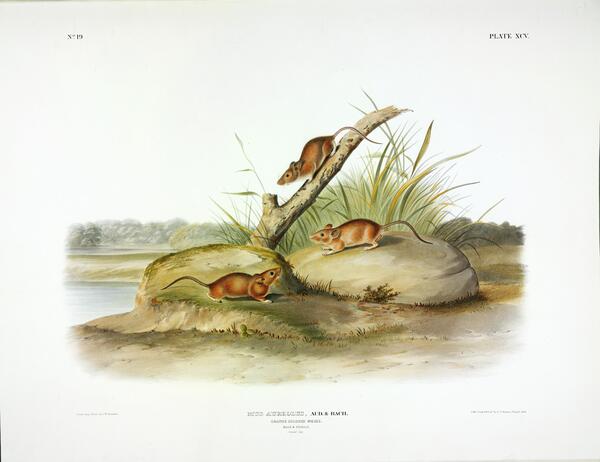 Orange Coloured Mouse Print