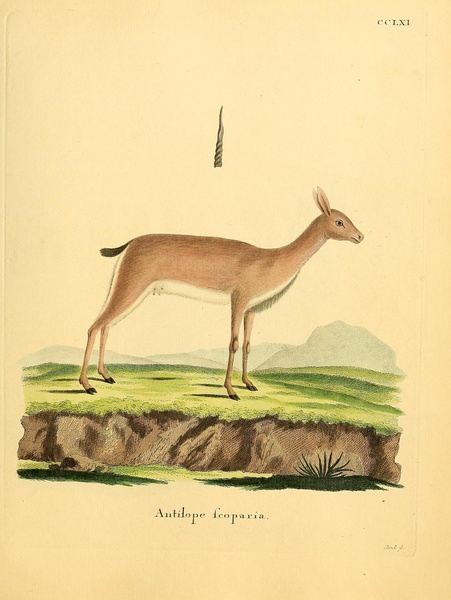 Oribi Antelope Print