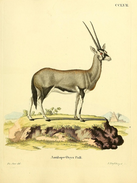 Oryx Antelope Print
