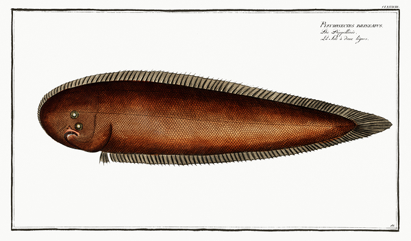 Pacific Rock Sole by History In Your Home