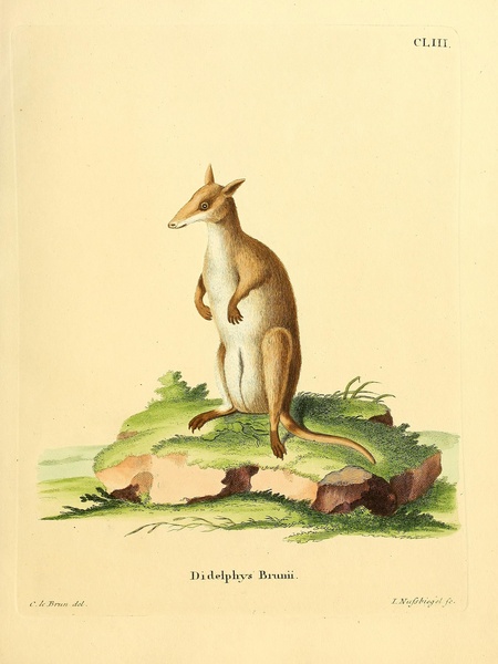 Pademelon Print
