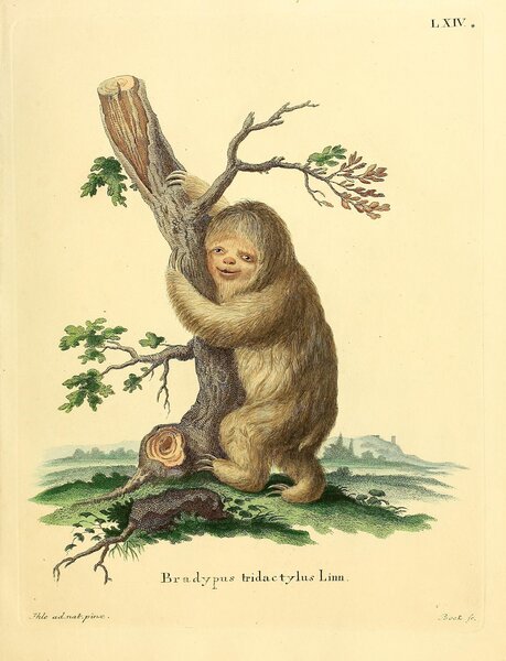 Pale Throated Sloth Print