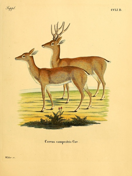 Pampas Deer Print
