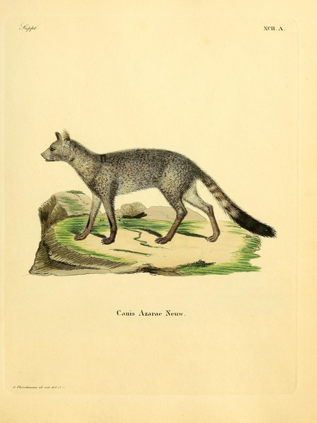 Pampas Fox Print