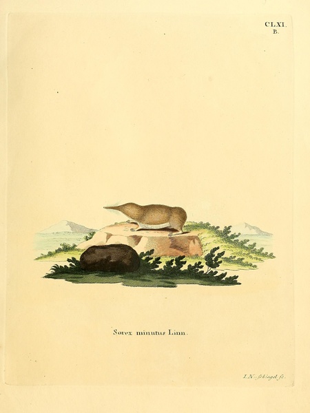 Paramushir Shrew Print