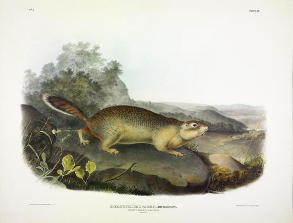 Parrys Marmot Squirrel Print