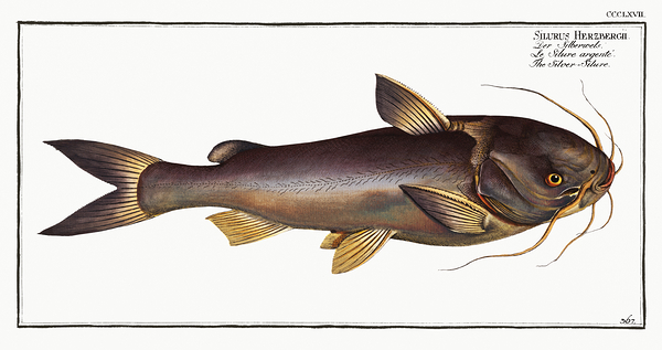 Pemecou Sea Catfish by History In Your Home
