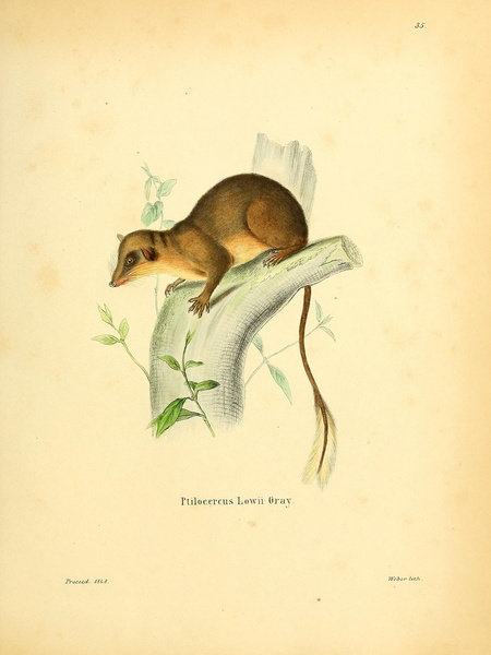 Pen Tailed Treeshrew Print
