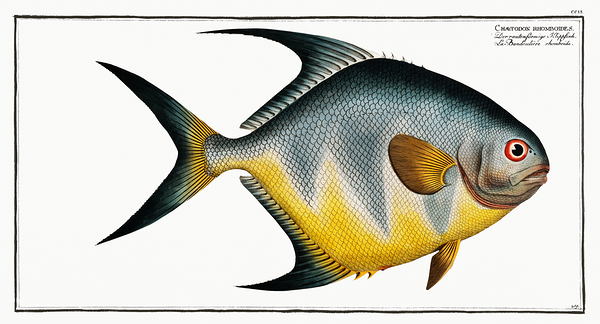 Permit Print