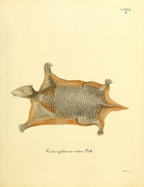 Philippine Flying Lemur by History In Your Home