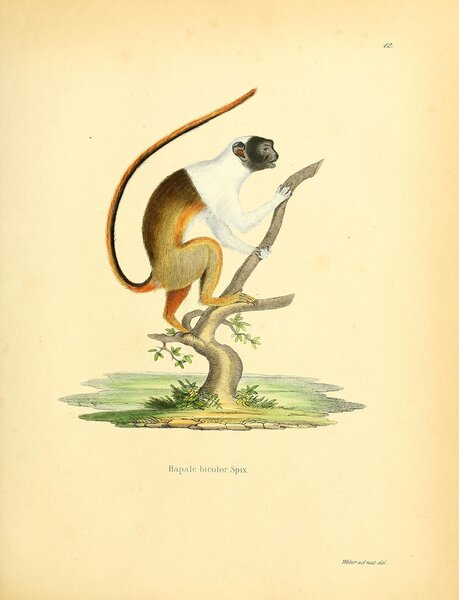 Pied Tamarin Print