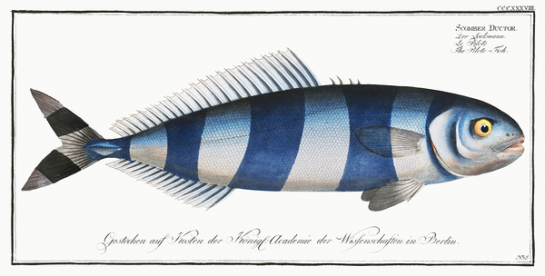 Pilot Fish Print