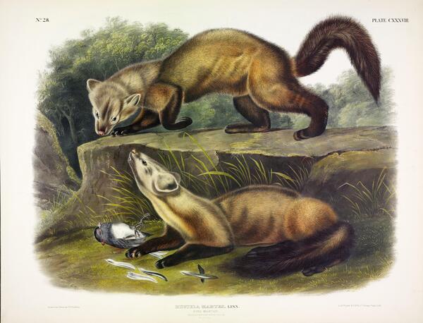 Pine Marten Print