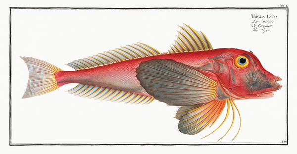 Piper Lyre Gurnard by History In Your Home