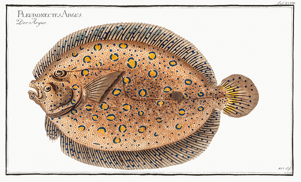 Plate Fish Print