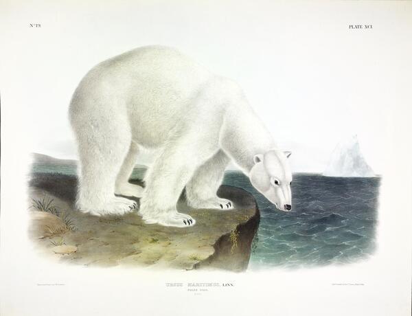 Polar Bear Print