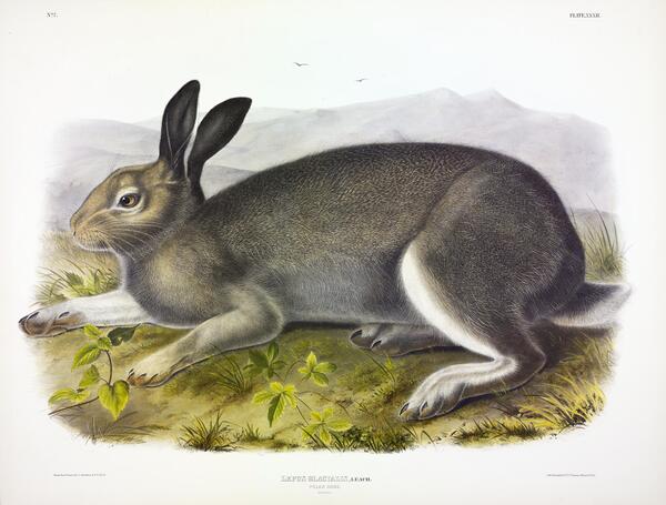 Polar Hare Print