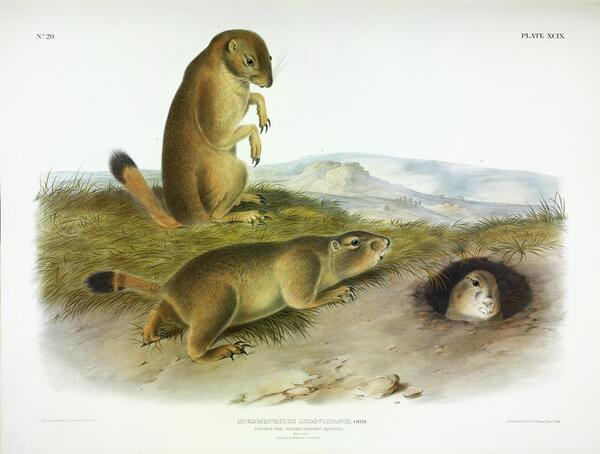 Prairie Dog Print
