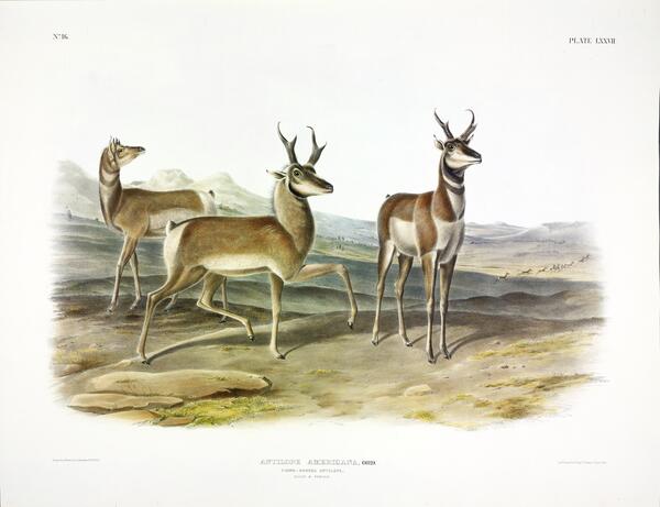 Prong Horned Antelope by History In Your Home