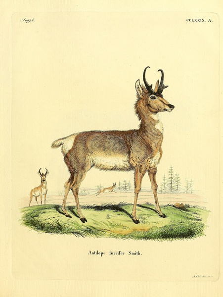 Pronghorn Print