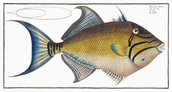 Queen Triggerfish Print