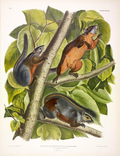 Red Bellied Squirrel Print