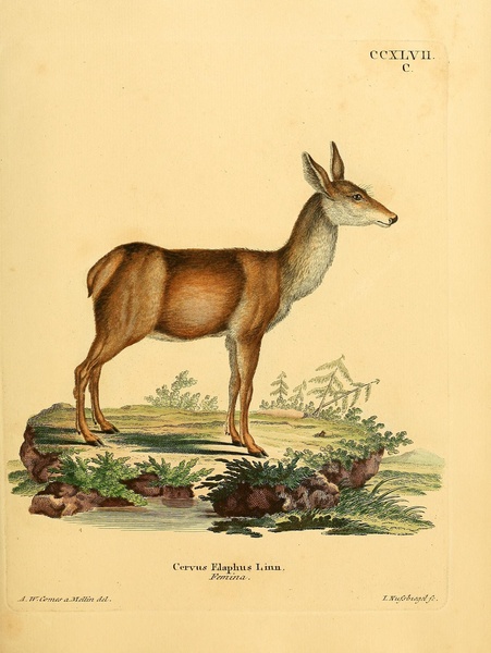 Red Deer Hind Print