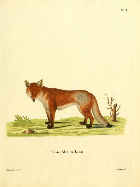 Red Fox Print