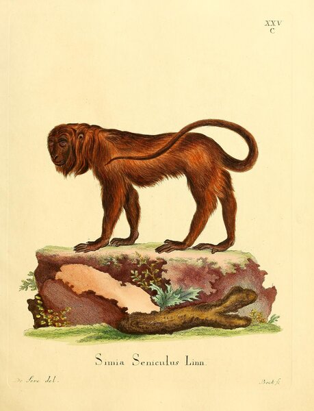 Red Howler Print