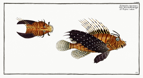 Red Lionfish Print