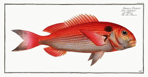 Red Porgy Seabream by History In Your Home