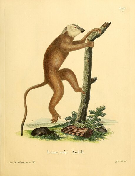 Red Ruffed Lemur by History In Your Home