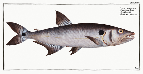 Red Tail Barracuda by History In Your Home