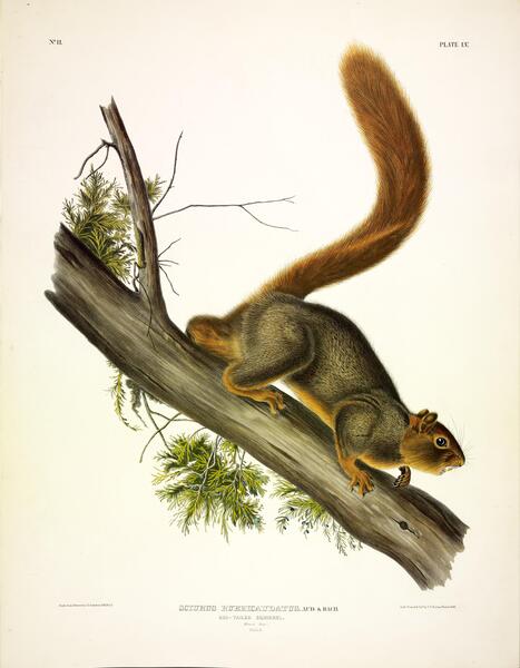 Red Tailed Squirrel Print