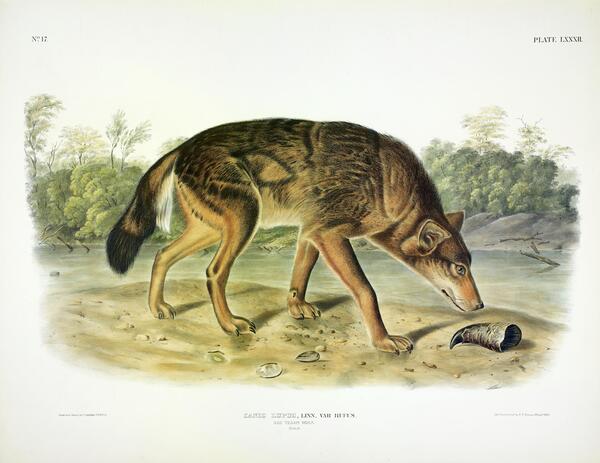 Red Wolf Print