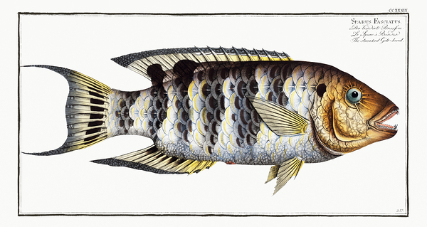 Redbreasted Wrasse by History In Your Home