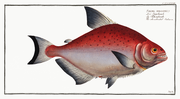 Redeye Piranha by History In Your Home