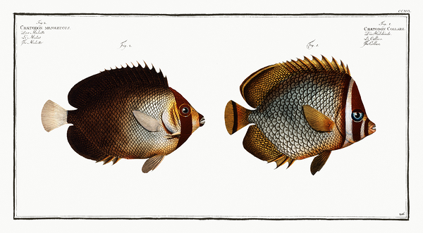 Redtail Butterflyfish and Vermiculated Angelfish Print
